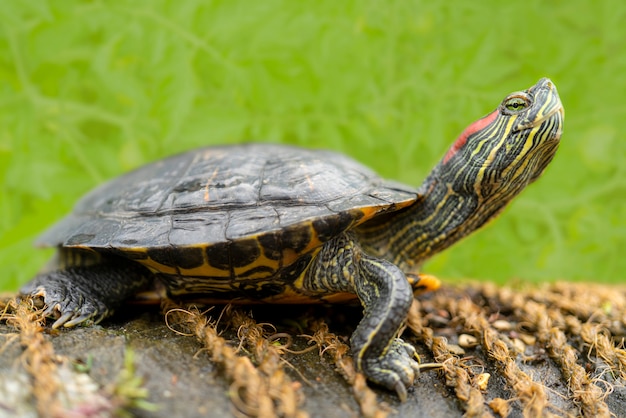 Zoetwaterschildpadden aan de kust bij het water