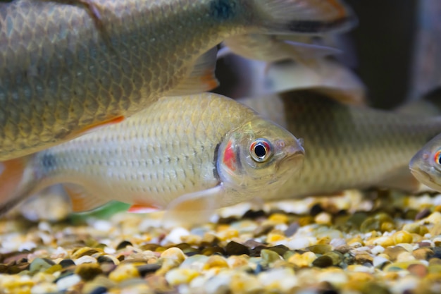 Zoetwatervissen in aquarium