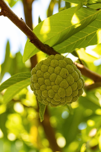 Zoetzak Groen Fruit