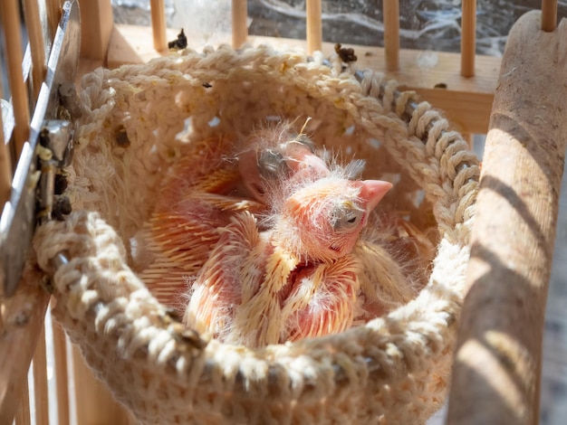 Zojuist drie blinde kanariekuikens uit een ei in het nest uitgekomen Voorjaarsaanvulling in de familie Thuiskweek van zangvogels