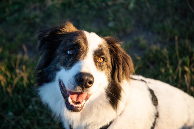 zomer aan het meer met een hond