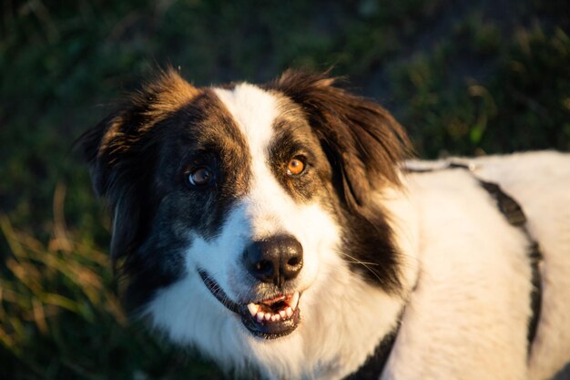 zomer aan het meer met een hond