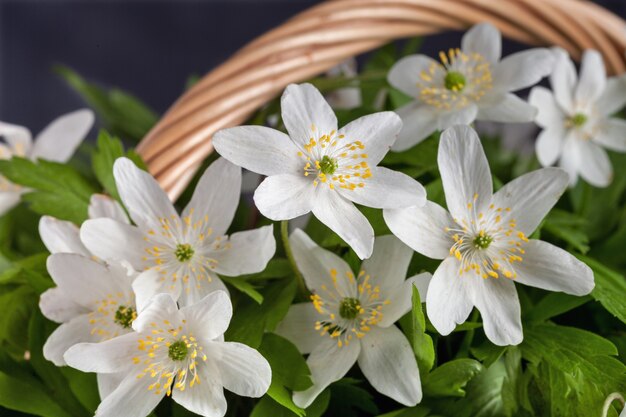 Foto zomer achtergrond anemoon nemorosa