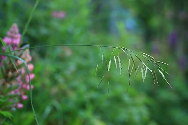 Zomer achtergrond, grasspriet close-up