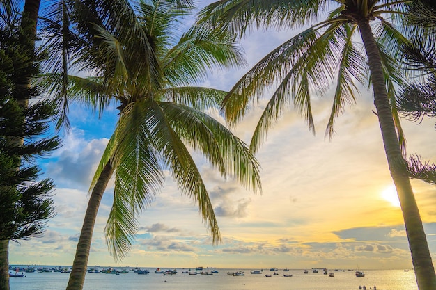 Zomer achtergrond met kokospalmen en zonsondergang warme toon Mooie kokospalm op zonnige dag achtergrond Reizen tropische zomer strandvakantie