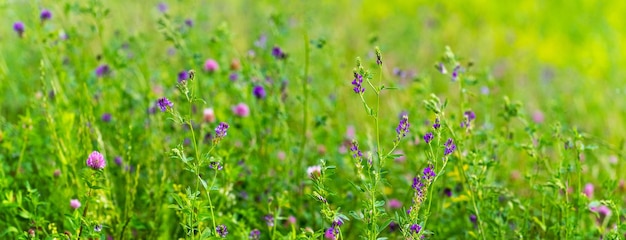 Zomer achtergrond met wilde bloemen in de wei