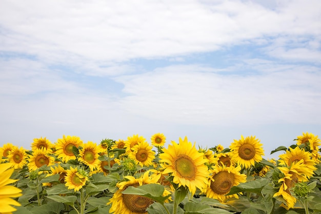 Zomer achtergrond van zonnebloem in het veld