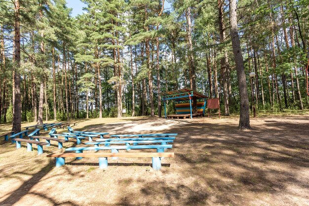 Zomer amfitheater in het dennenbos met gekleurde banken