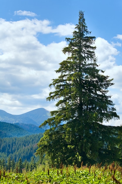 Zomer berglandschap met grote dennenboom op Goverla Mount