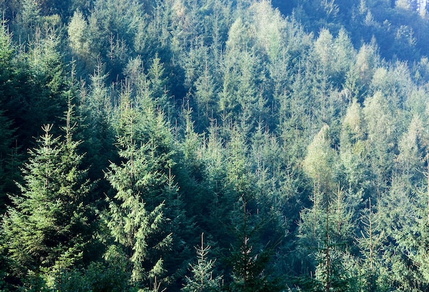 Zomer berglandschap met sparrenbos op helling in zonnestralen