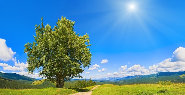 Zomer bergpanorama