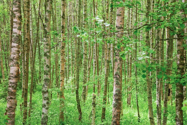 Zomer berkenhout