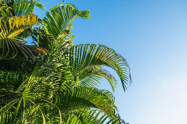 Zomer blauwe lucht en kokospalmen achtergrond