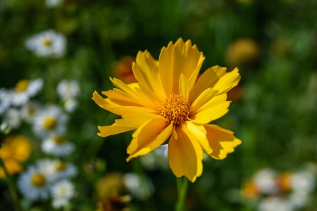 Zomer bloeiende gele bloem