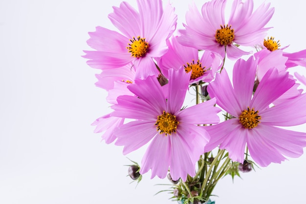 Zomer bloem. Delicate kosmos roze bloemen op witte tafel