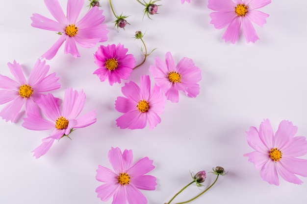 Zomer bloem. Delicate kosmos roze bloemen op witte tafel