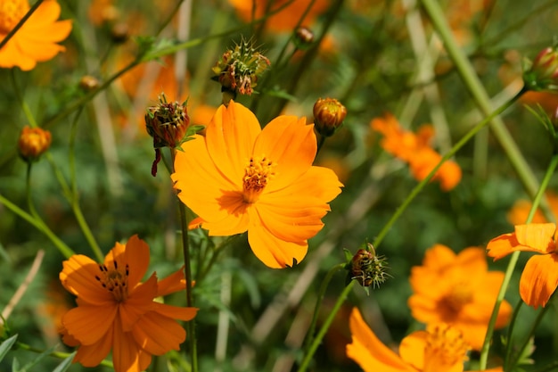 Zomer bloemen close-up