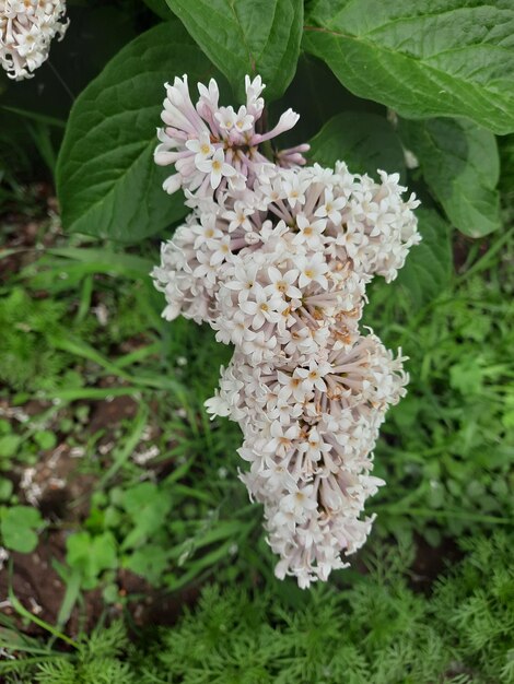 zomer bloementuin buiten