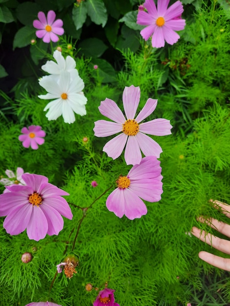 zomer bloementuin buiten