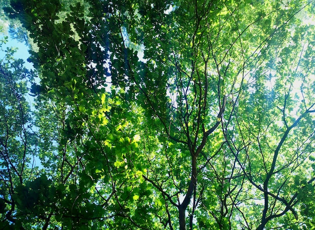 Zomer bomen achtergrond