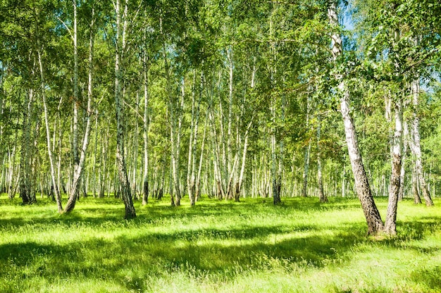 Zomer bos met groene bomen op zonnige dag. Prachtig zomers landschap