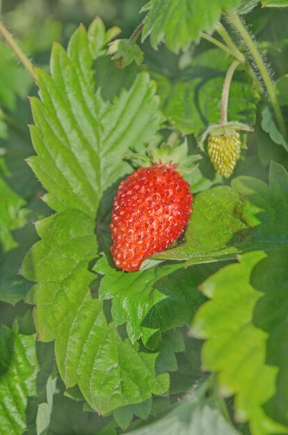 Zomer bosbessen Takken van verse wilde aardbei op oud hout