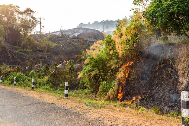 Zomer bosbrand in laos