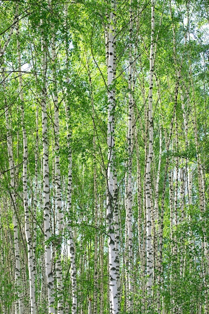 zomer boslandschap met berkenbomen en weide zonnige dag