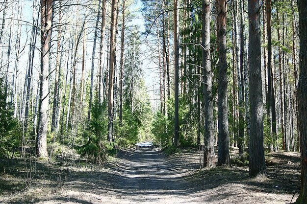 zomer boslandschap