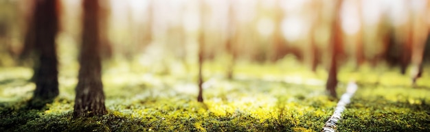 Zomer bospanorama prachtig groen natuurlijk landschap