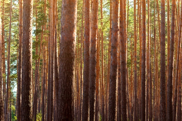 Zomer dichte dennenbossen. Zonlicht door de bomen.