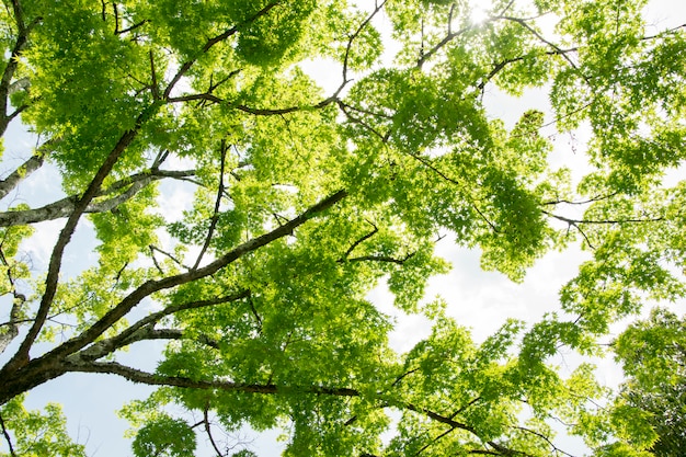 Zomer esdoorn bladeren. Groene bladeren tegen een heldere blauwe hemel.