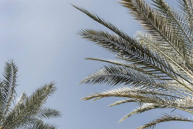 Zomer exotische tropische palmbomen tegen blauwe lucht