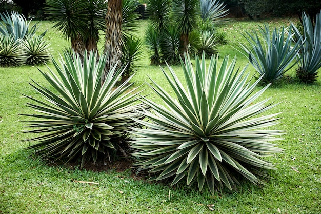 Zomer foto met grote agaves op groen gras