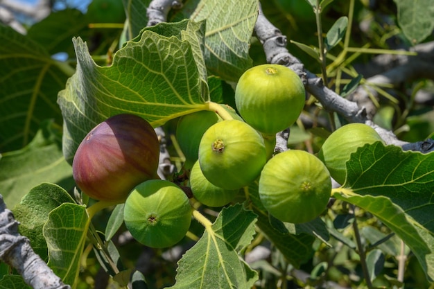 Zomer fruit tuinieren concept met groene vijgen rijpen op een boomtak