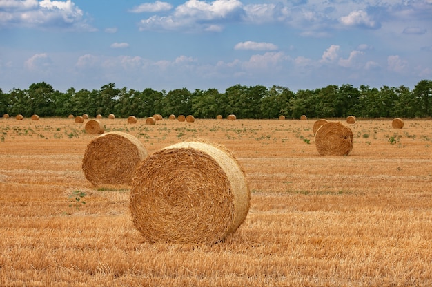 Zomer geel veld met hooibergen en een blauwe lucht