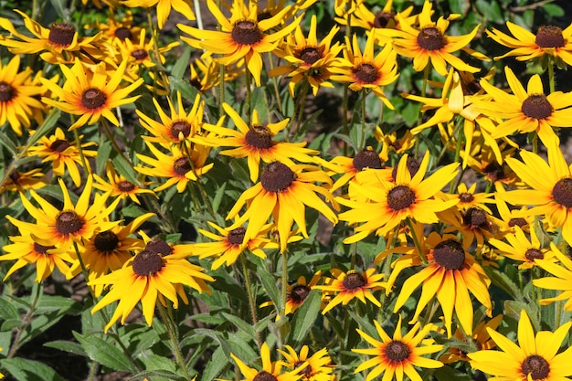 Zomer gele bloemen close-up