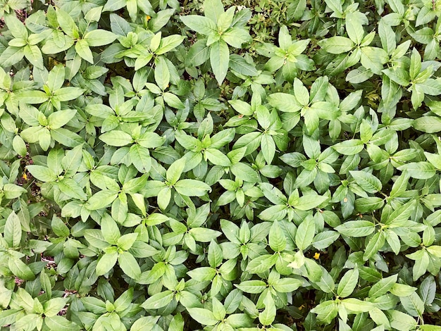 zomer gras bovenaanzicht groene bladeren textuur