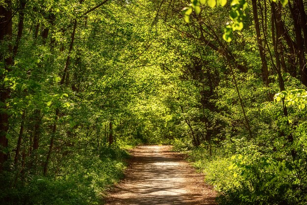 Zomer groen bos