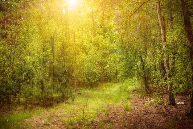 Zomer groen bos