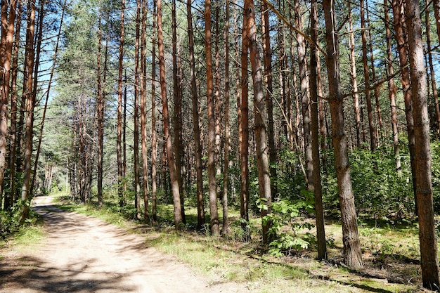 Zomer groen dennenbos met hoge bomen op een zonnige dag