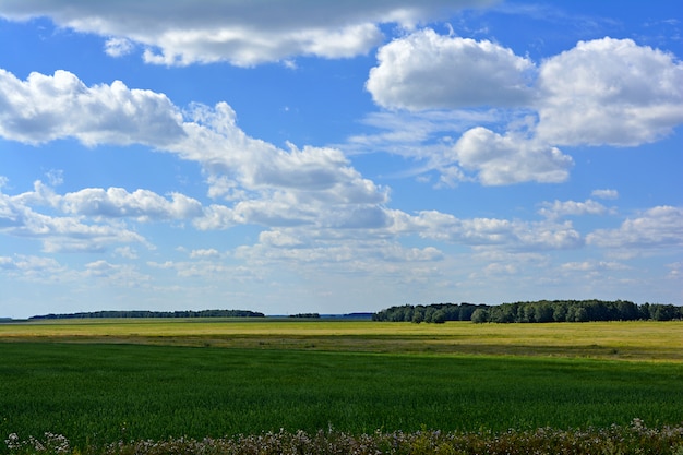 Zomer groen veld