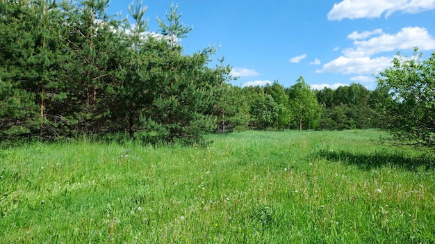 Zomer groene open plek in het bos op een zonnige dag.