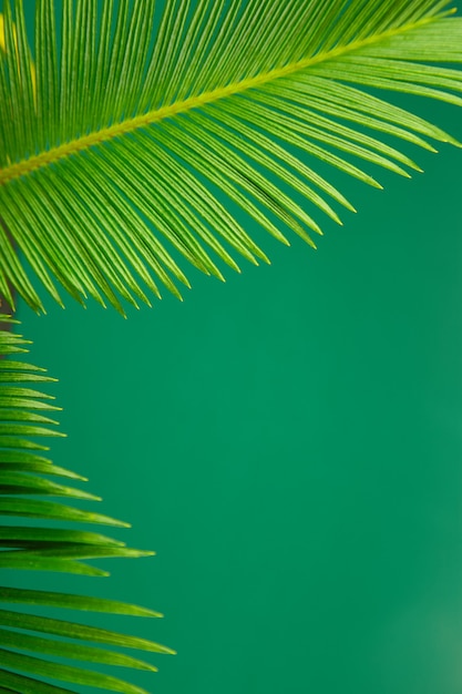 Zomer groene palm verlof achtergrond