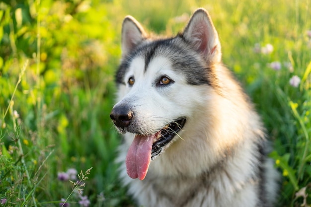 Zomer husky portret