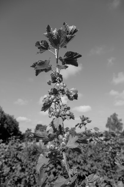 zomer in Westfalen