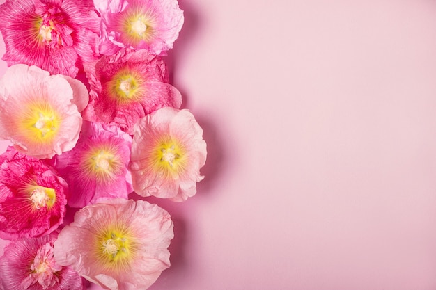 Zomer kaasjeskruid bloemen roze achtergrond. Minimalisme schoonheid vakantie concept