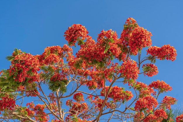 Zomer kleurrijke boom met rode tropische bloemen op blauwe hemelachtergrond in Sharm El Sheikh, Egypte, Afrika, close-up. Rode pauwbloemen of de vlamboom, koninklijke poinciana op hemelachtergrond