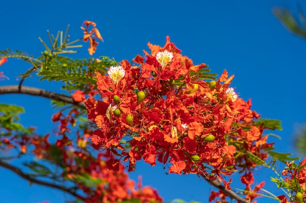 Zomer kleurrijke boom met rode tropische bloemen op blauwe hemelachtergrond op het eiland Zanzibar Tanzania Oost-Afrika