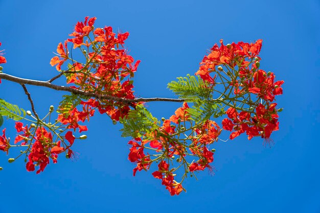 Zomer kleurrijke boom met rode tropische bloemen op blauwe hemelachtergrond op het eiland Zanzibar Tanzania Oost-Afrika